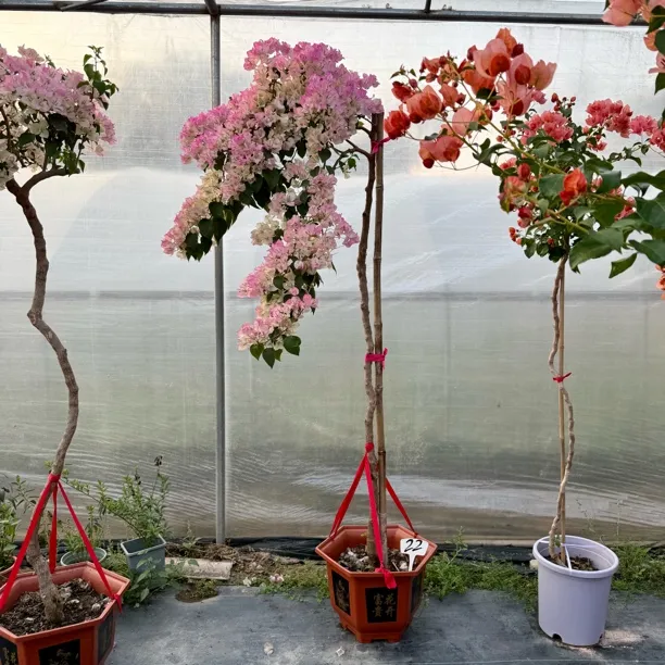三角梅(一物一拍)老桩嫁接造型盆景佩德罗所罗门苏瓦娜粉天使丽娜