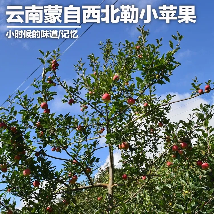 云南蒙自西北勒冰糖心丑苹果嘎嘣脆蜜甜石头缝里长大的苹果商品图