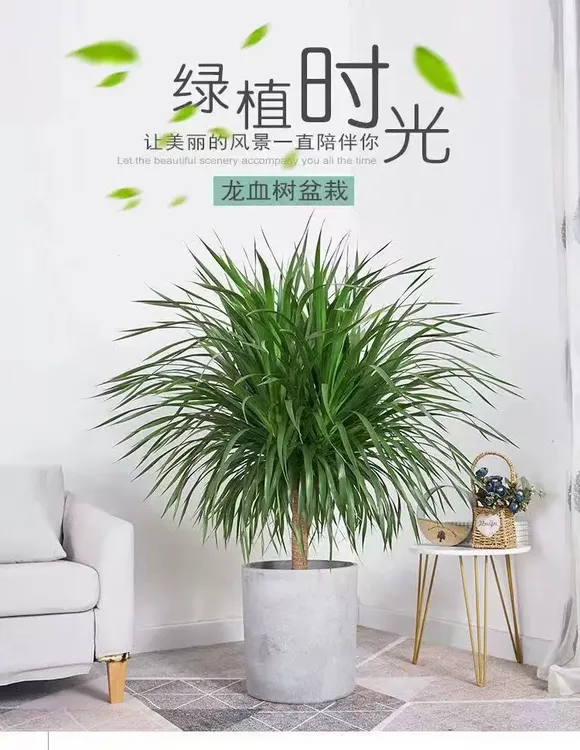 （80公分-1米）龙血树室内客厅大型盆栽绿植花卉可净化空气好养活