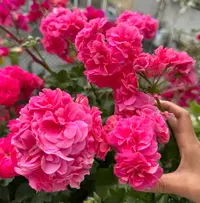 垂钓粉女巫——重瓣中苗发货带花苞