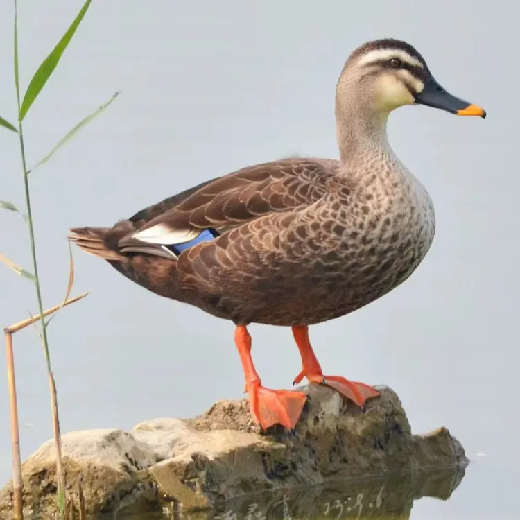 眉头飞鸭 宠物鸭 观赏鸭 京东包邮