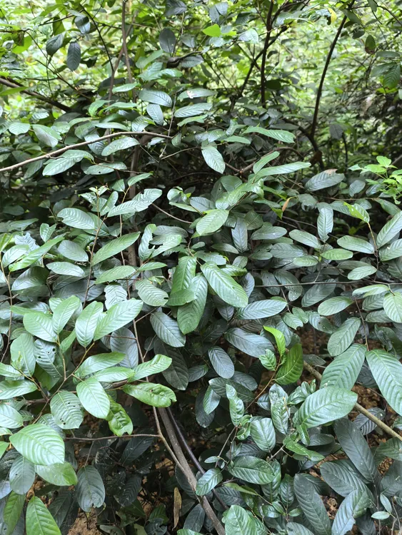 体验装客家香藤坐月子洗澡泡包宫H月J不调1野生植物全家用