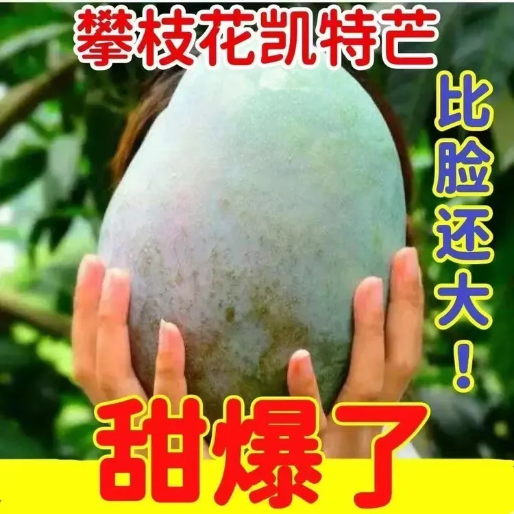 正宗攀枝花凯特芒果新鲜水果批发价一整箱应季当季大芒果核薄肉厚