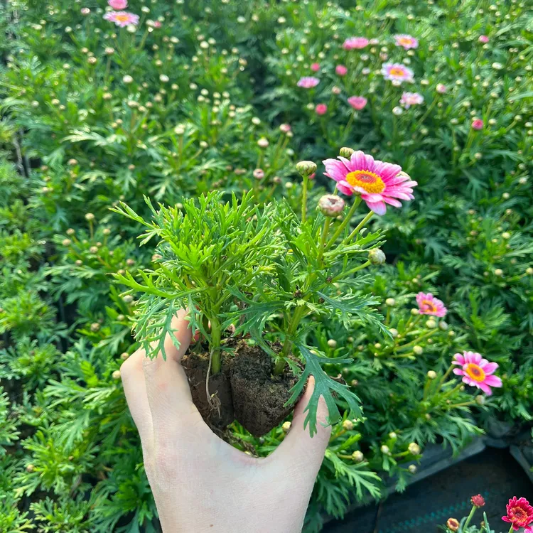 庭院阳台观赏型玛格丽特花苗盆栽四季开花易养护
