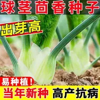 AA球茎茴香种子结球小茴香阳台盆栽蔬菜种孑籽大茴香春秋种子