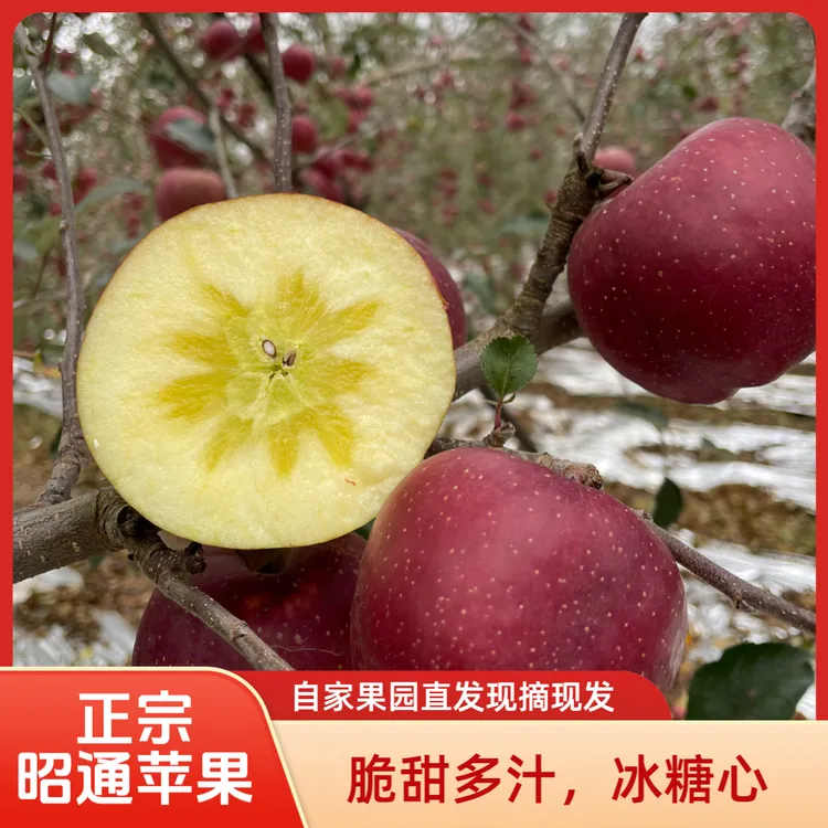 【正宗昭通苹果】自家果园直发新鲜现摘脆甜多汁冰糖心应季水果包邮