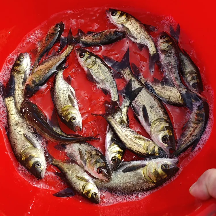 花鲢鱼鲜活大头鱼胖头鱼鳙鱼雄鱼四大家鱼活体淡水观赏鱼水族小鱼