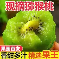 贵州修文猕猴桃新鲜现摘现发   