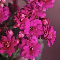 紫珍珠长寿盆栽花卉庭院阳台新手易养护忌积水