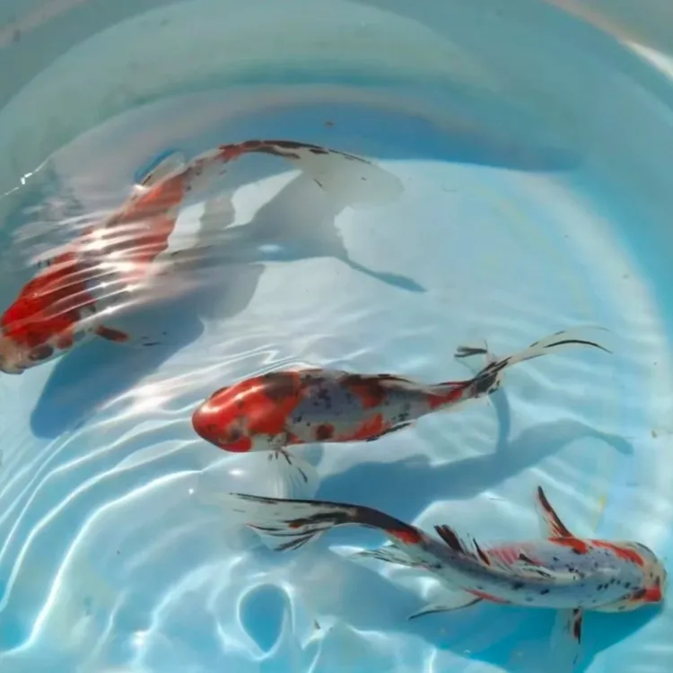 【进阶】水墨玉兰草8-10cm  大尺寸发色明显 适合鱼缸皮实优雅 包邮