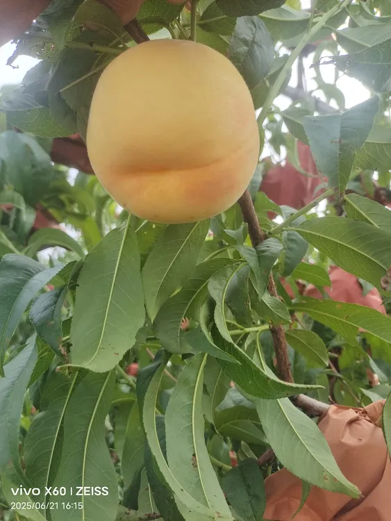 赣榆蜜甜黄桃新鲜现摘现发脆甜多汁包邮到家！