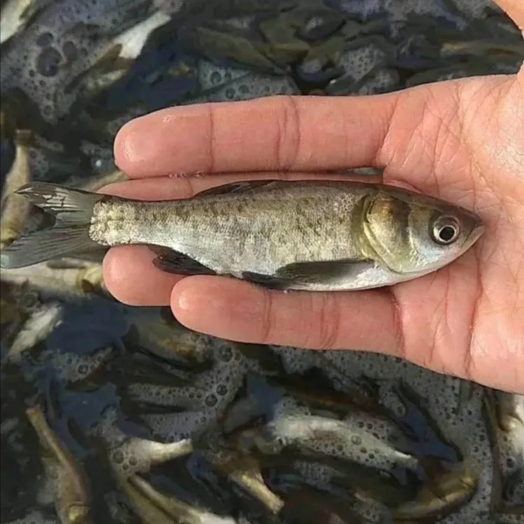 花鲢  大头鱼 胖头鱼  鳙鱼