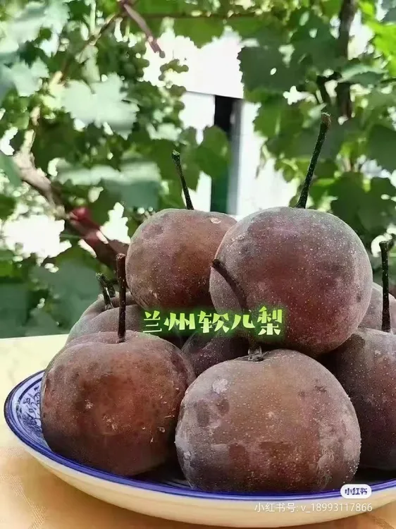 兰州什川冰天雪地软儿梨；瓜果城中第一奇。东方的哈根达斯