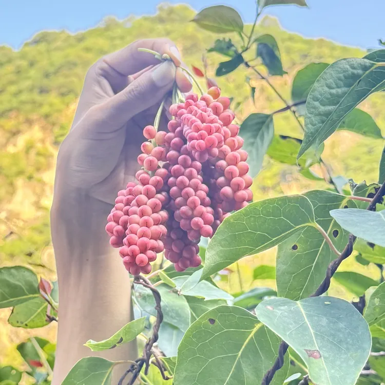 2025正宗秦岭野生五味子当季新鲜水果现摘现发泡酒泡茶顺丰包邮