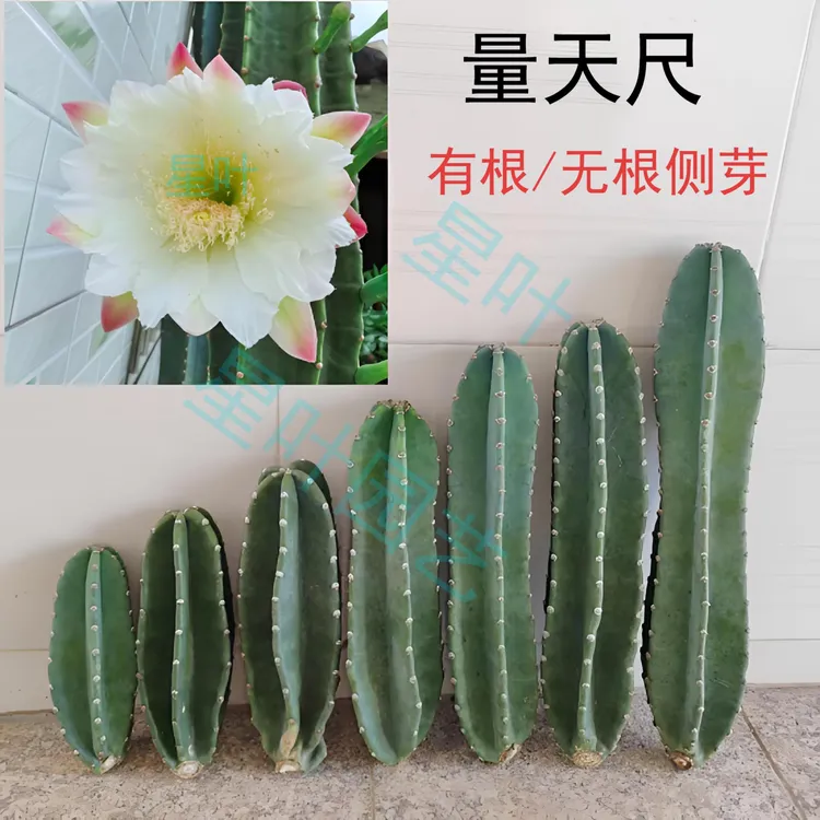 仙人柱量天尺盆栽大型仙人掌室内外庭院北欧耐旱好养多肉植物绿植