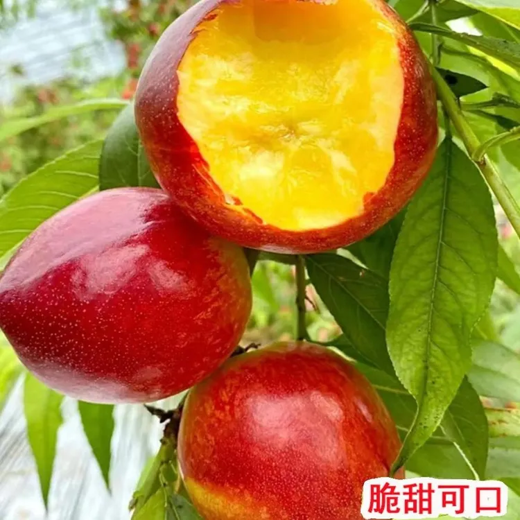 桃树苗中油黄肉油桃树苗嫁接早熟黄金油桃树果苗南北方盆栽地栽