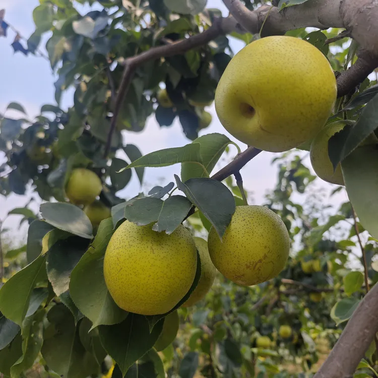 【顺丰包邮】现摘现发脆甜多汁正宗皇冠梨当季新鲜水果自然成熟