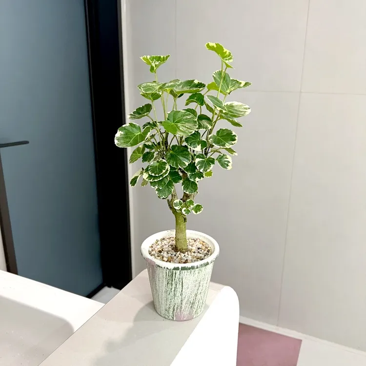 【喜半阴】花叶福禄桐钱多多盆栽室内客厅家居桌面四季好养招财绿植