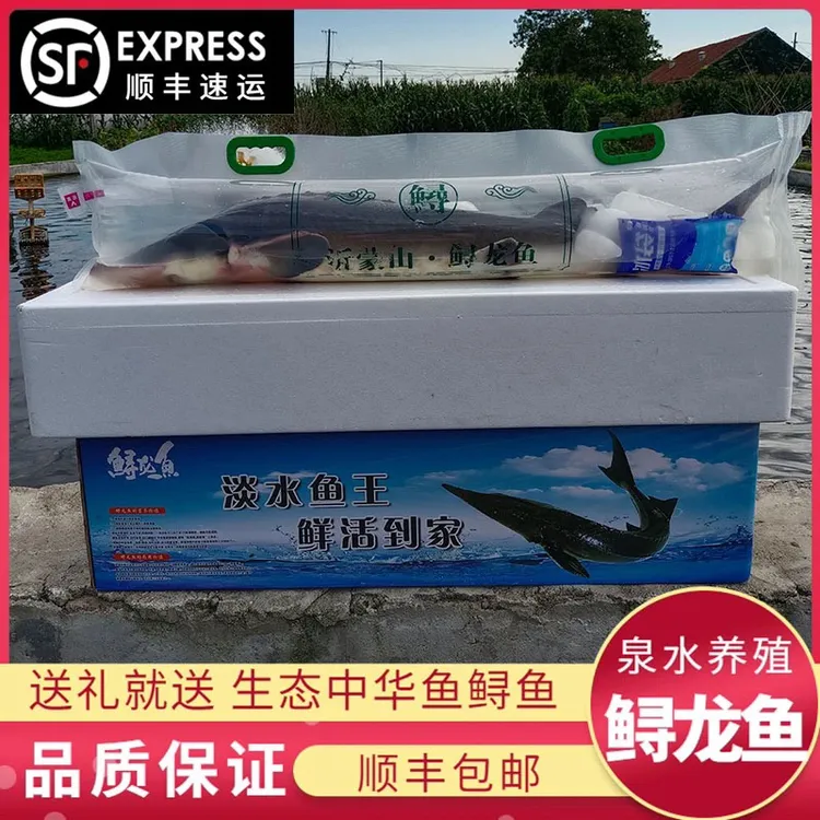 鲟龙鱼生鲜软骨泉水养殖鲟龙鱼食用鲜活鲟龙鱼活鱼到家包活