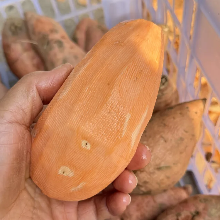 崇阳乡下农家自种红心薯蜜薯北瓜薯新鲜现挖红薯5斤包邮