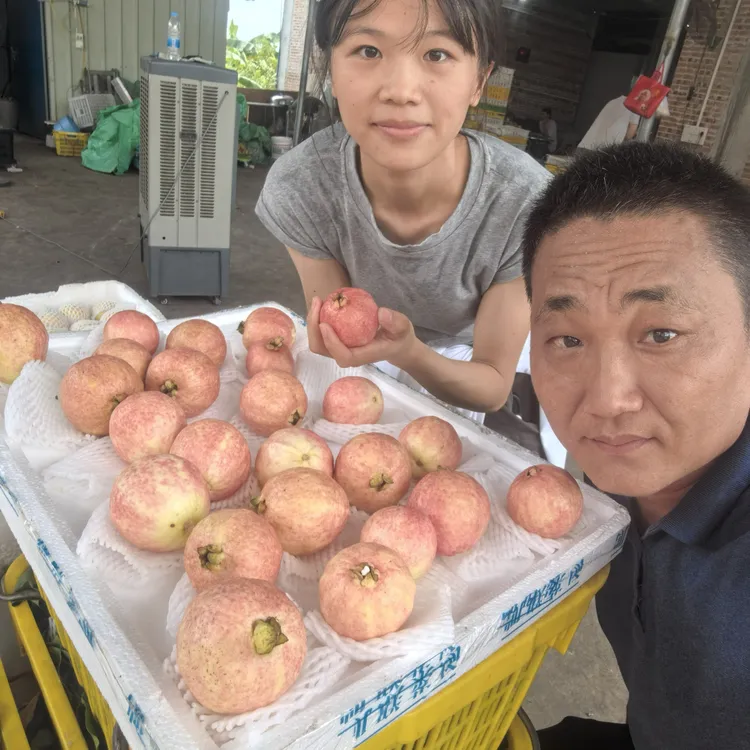 四季红番石榴盆栽苗（半眉推荐）