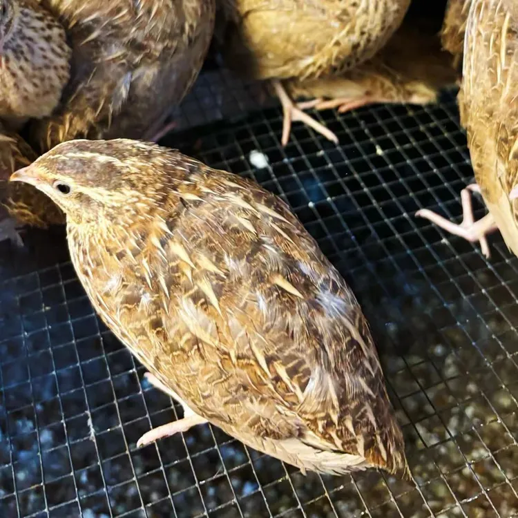 鹌鹑产蛋王，下蛋鹌鹑
