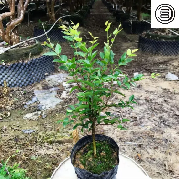 三年/五年沙巴 小苗台湾绿植花园庭院观赏盆栽