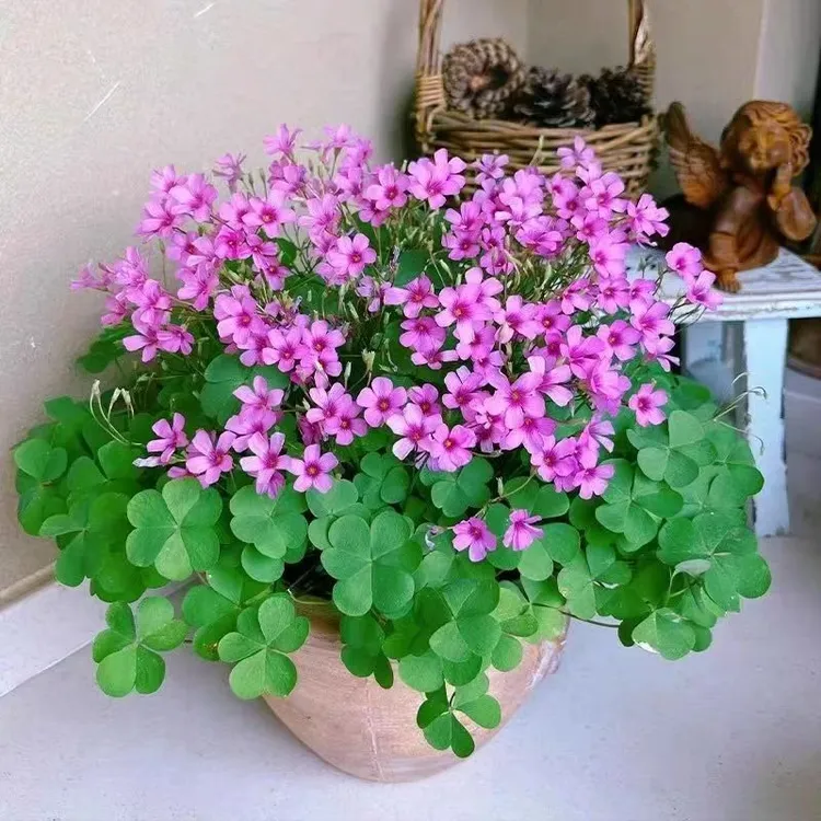 酢浆草红花耐寒四季庭院多年生耐踩踏三叶草种球开花耐阴草坪耐旱