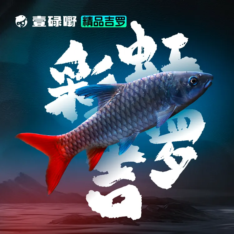 蓝鳍彩虹 活体金彩色系吉罗鱼原生鱼大型鱼淡水鱼观赏鱼彩虹色