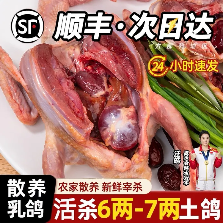 广东山林农家散养乳鸽新鲜营养原粮喂养丰富鸽子（含心肝胗）