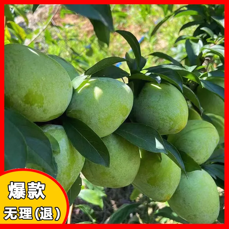 自种江西青脆新鲜油本地脱骨李子空心正宗奈李新鲜奈青脆李脆李子