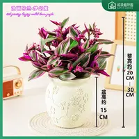  婚礼油画吊兰垂吊植物室内花卉盆栽办公室客厅盆景四季好养绿植