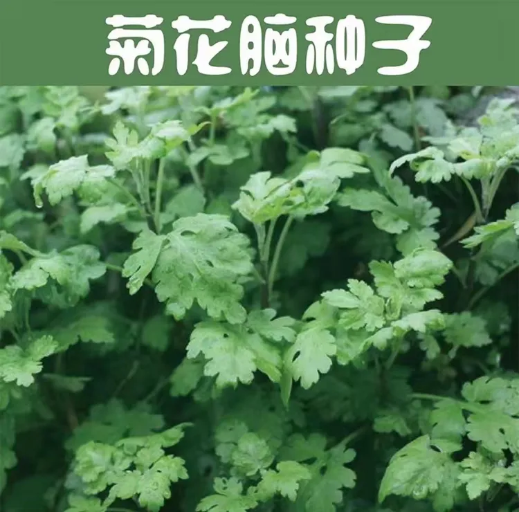【菊花脑种子】特产菊花叶籽菊花菜蔬菜种子多年生多次采摘菜籽野菜