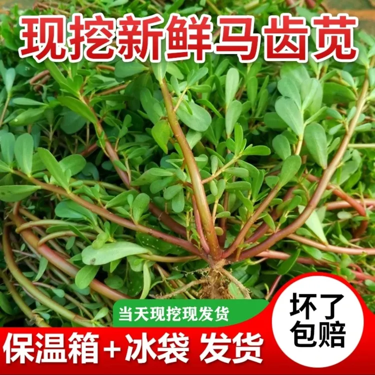 马齿苋新鲜现挖红杠黄花食用野菜长寿菜五行菜凉拌煮水敷脸可药用