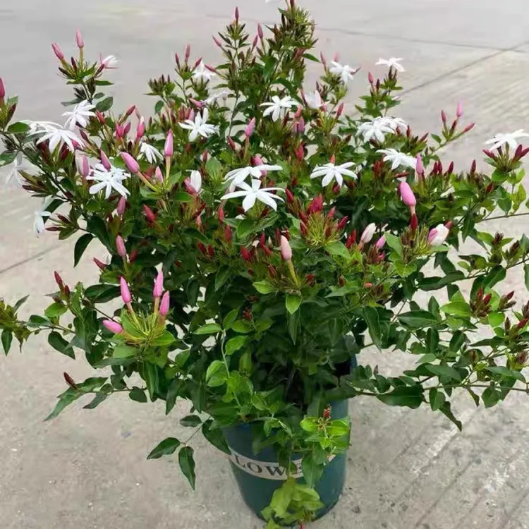 多季开花粉苞茉莉庭院阳台绿植清香型越南粉苞茉莉耐寒耐热好养花
