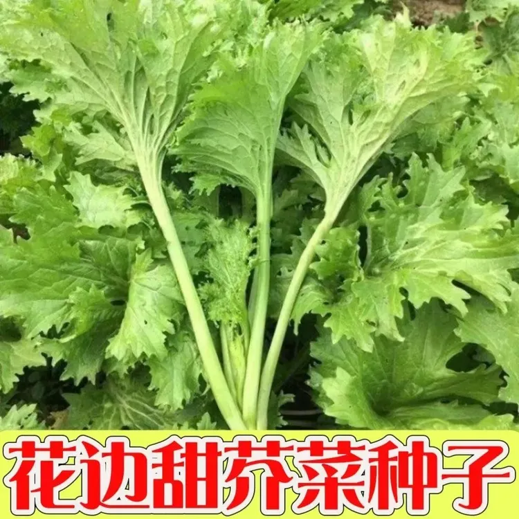 饺子菜花边甜芥菜种子四季高产阳台盆栽易种花边蔬菜种籽