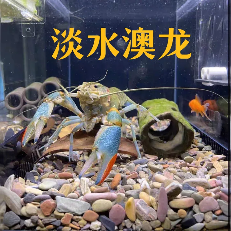 澳洲淡水蓝龙虾观赏鳌虾小青龙水族观赏宠物活体包邮小蓝龙