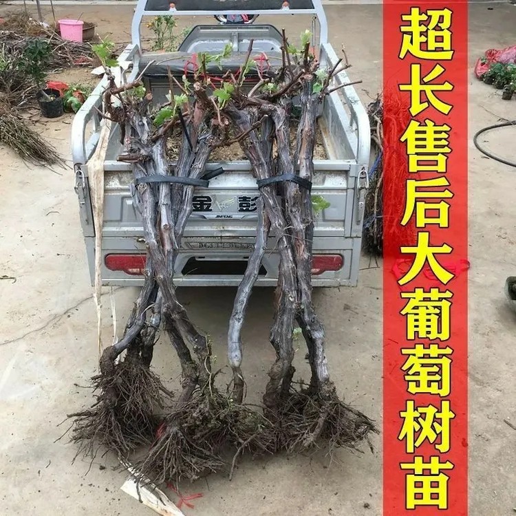 葡萄树苖特大巨峰葡萄苗爬藤阳光玫瑰葡萄树苗北南方种植果树果苗