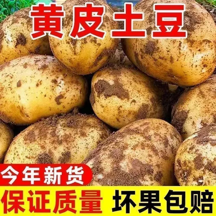 【2025新货】助农新鲜土豆地里现挖现发农户自种产地直发坏果包赔