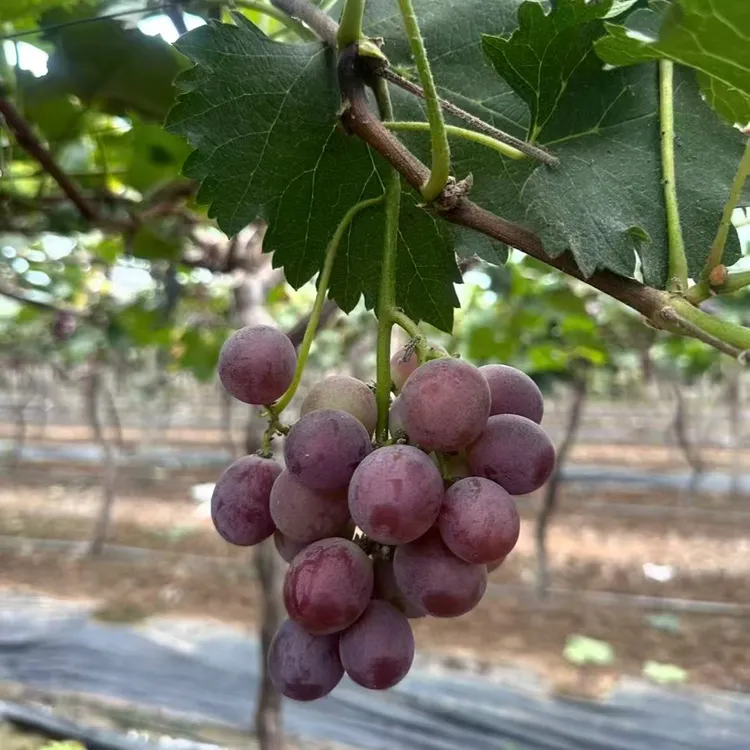 15年老树老品种巨峰葡萄大穗须葡萄刚刚开园 原产地现摘现发