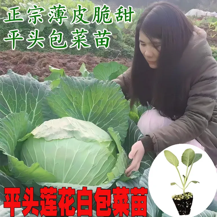 莲花白包菜秧苗卷心扁包菜特大平头包平顶包菜绿甘蓝耐寒四季可栽