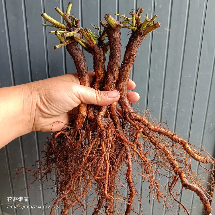 无刺蔷薇实生根，嫁接微型月季切花月季专用，四棵装，粗1点2cm长脖