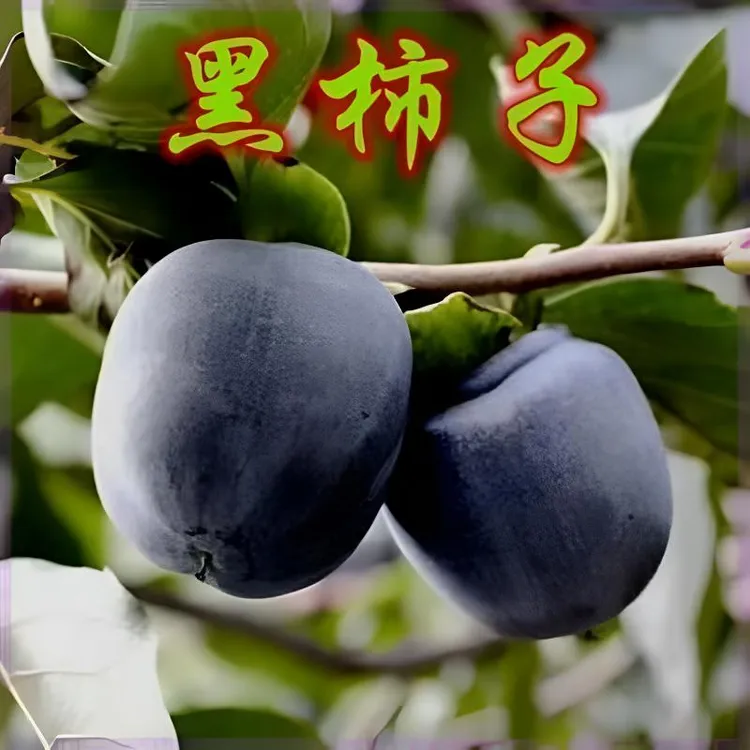 新品种嫁接脆黑柿子树苗南北方庭院种植地栽盆栽当年结果柿子树苗