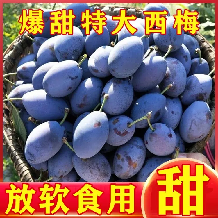 【头茬新果】现摘现发正宗蓝蜜西梅新鲜应季水果软糯孕妇水果非李子