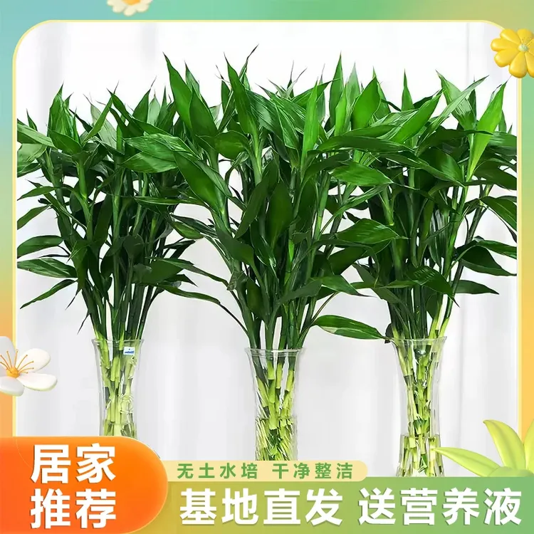 富贵竹水培中竹80-90厘米 室内花客厅招财水养绿萝转运竹节节高