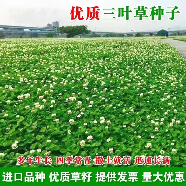 白三叶草种子红三叶白三叶种籽四季常青耐寒绿化草坪草籽植物种植