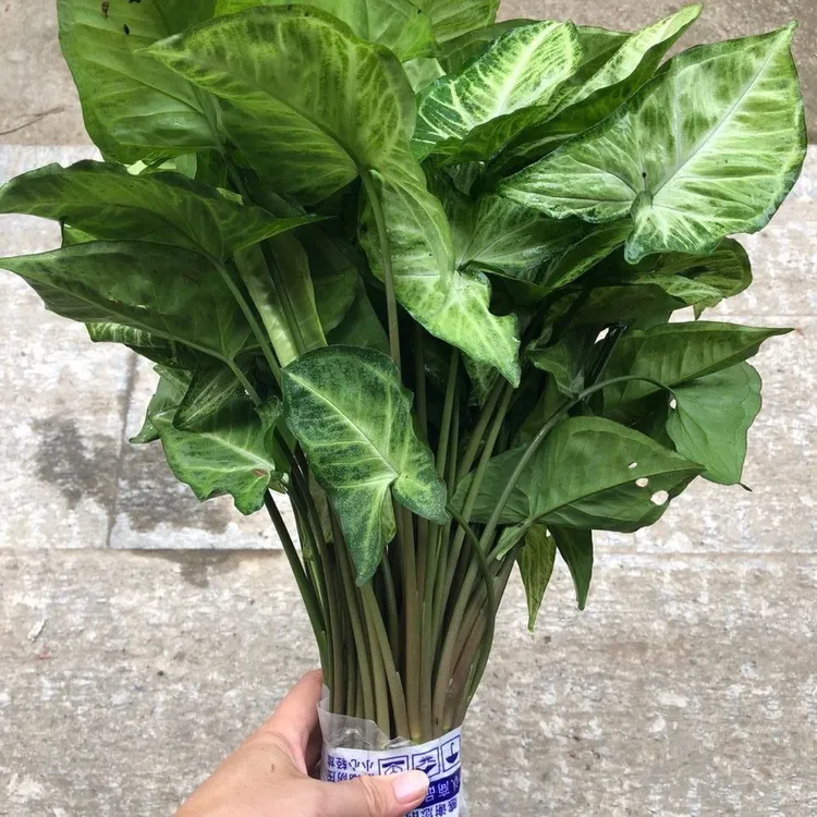 合果芋盆栽室内绿植客厅装饰净化空气吸甲醛水培好养滴水观音春羽