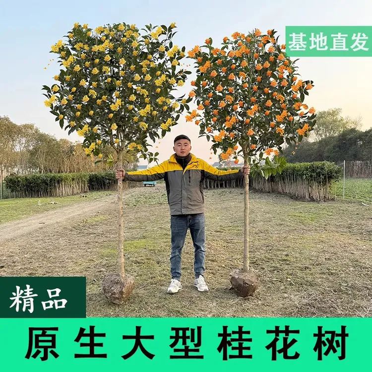 桂花树苗桂花苗盆栽室内外庭院花卉金桂红四季桂浓香型盆景丹桂