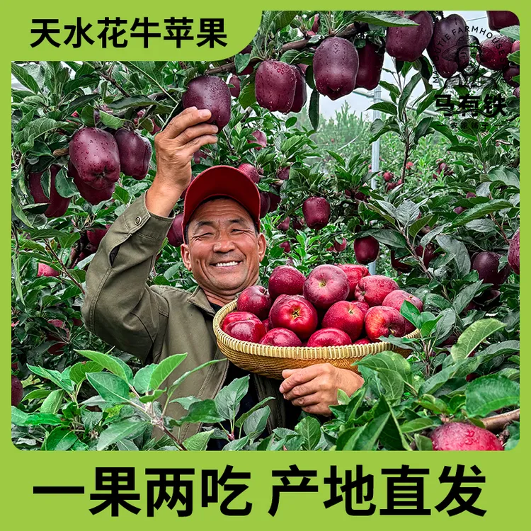 【一果两吃】甘肃天水花牛苹果可刮泥粉面果水果4.5斤