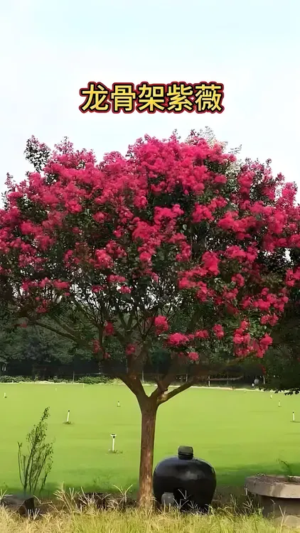 进口小叶玫红紫薇花耐寒耐热耐高温庭院大型花卉